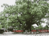 樹齢約2千年の楠です。威厳に圧倒されます